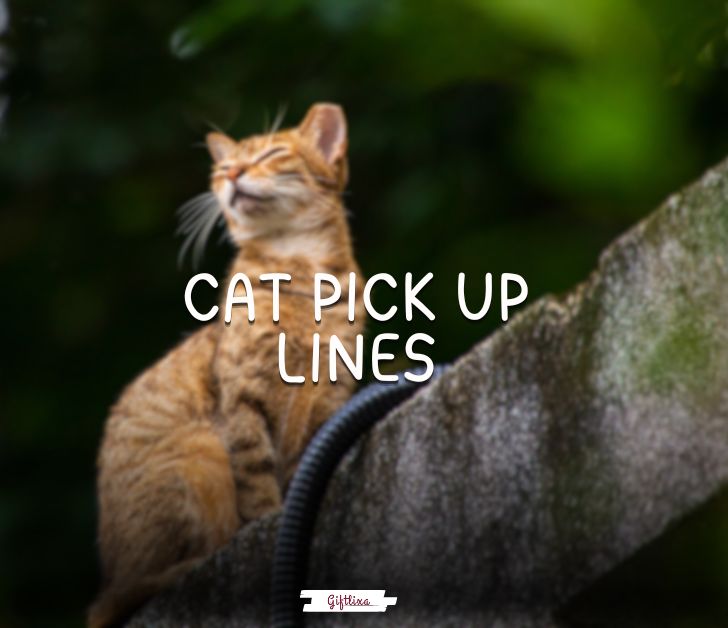 cat pick up lines
