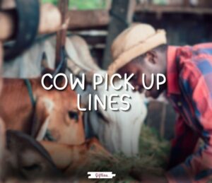 cow pick up lines