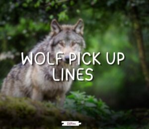 wolf pick up lines