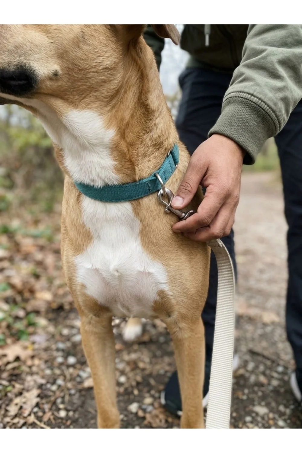 An adult adjusting the teal collar on a tan-and-white dog.